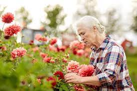Gardening With older People